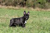 BOULEDOGUE FRANCAIS 637